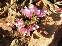 Polygala umbellata