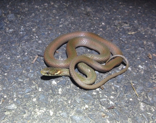 Japanese Keelback
