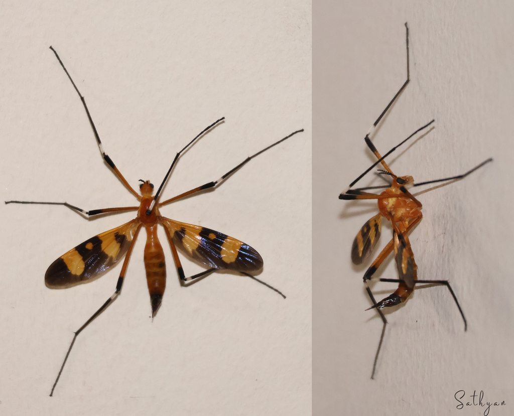 Antlered Crane Fly from Thane, Maharashtra, India on August 18, 2023 at