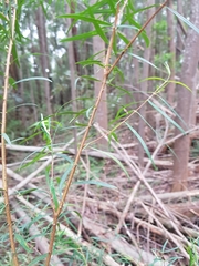 Pimelea axiflora