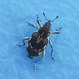 Rhinoncus albicinctus