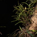 Luisia hancockii - Photo (c) Pintsen JIN, some rights reserved (CC BY-NC), uploaded by Pintsen JIN
