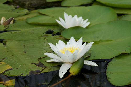 European White Waterlily (Nymphaea alba) · iNaturalist