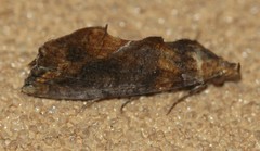 Plusiodonta arctipennis