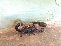 Bothriurus bonariensis