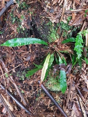 Blechnum patersonii