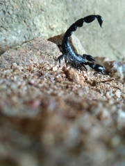 Bothriurus bonariensis
