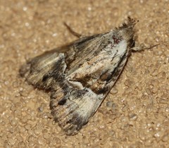 Alophosoma emmelopis