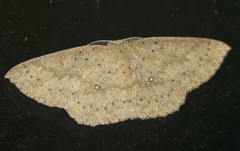 Cyclophora turneri