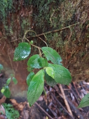 Fieldia australis