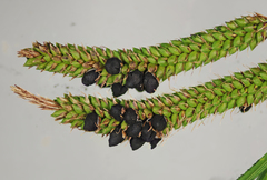 Anthracoidea heterospora