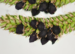 Anthracoidea heterospora