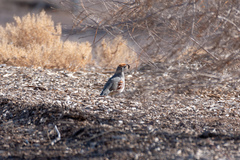 Callipepla gambelii