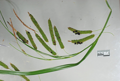 Anthracoidea heterospora