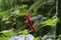 Odontonema