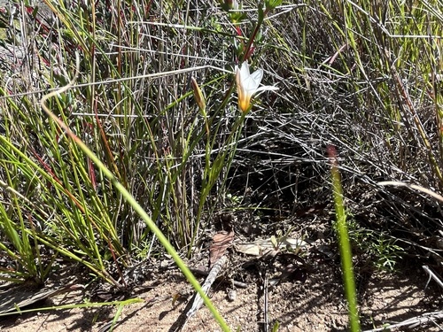 Image of Romulea toximontana by (c) Charleen Brunke, some rights reserved (CC BY)