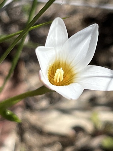 Image of Romulea toximontana by (c) Charleen Brunke, some rights reserved (CC BY)