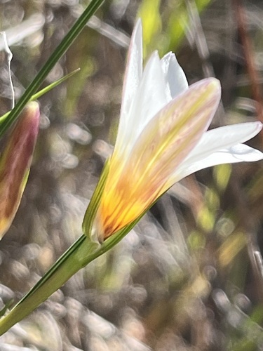 Image of Romulea toximontana by (c) Charleen Brunke, some rights reserved (CC BY)