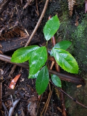 Hedycarya angustifolia