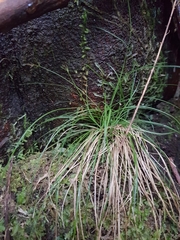 Carex austrotenella