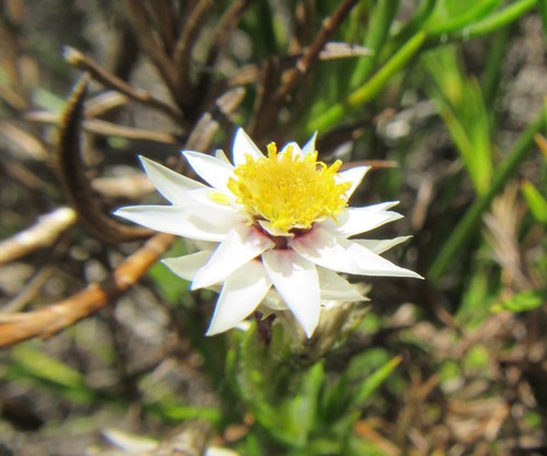 Image of Achyranthemum striatum by (c) douglaseustonbrown, some rights reserved (CC BY-SA)