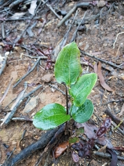 Smilax australis