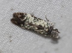 Hypatima