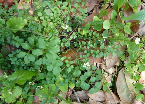 Cardamine hirsuta image