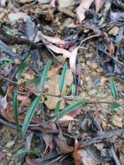 Oxylobium arborescens