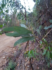 Acacia obliquinervia