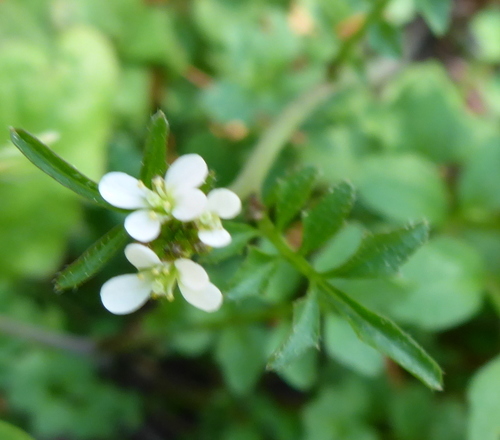 Cardamine hirsuta image