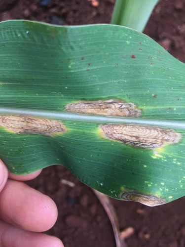 Mancha-foliar-fipolaris