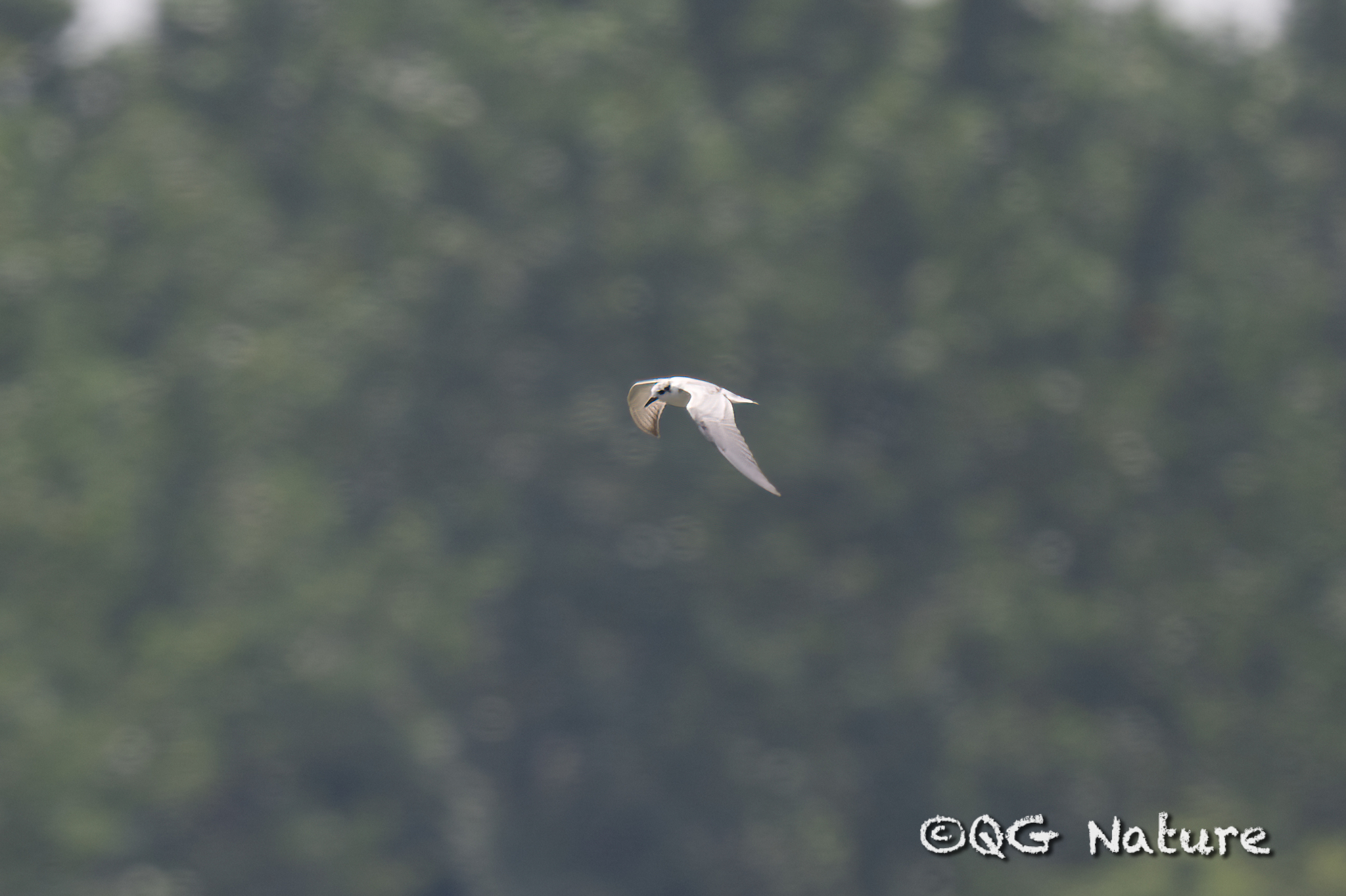 White-winged Tern
