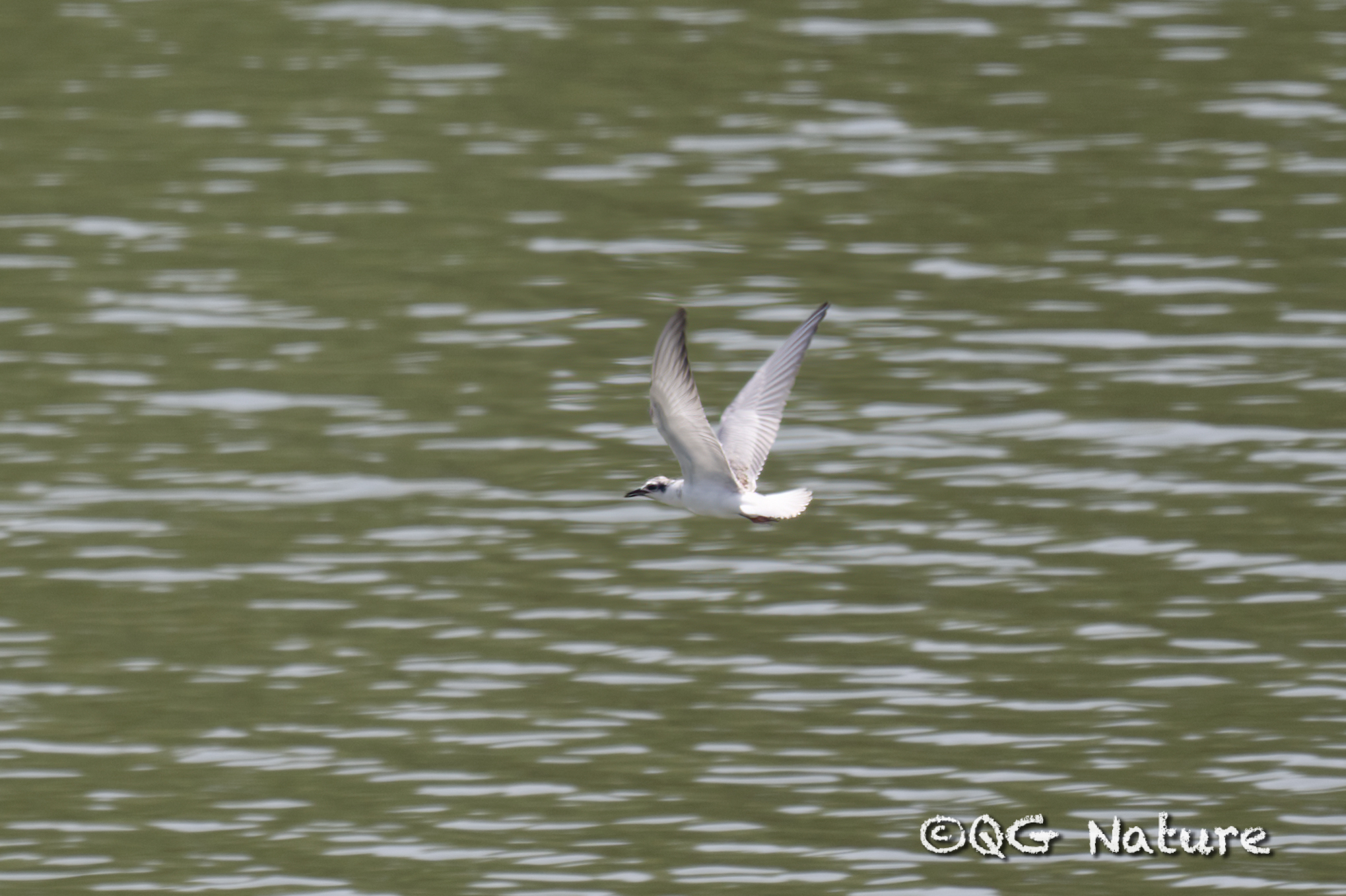 White-winged Tern
