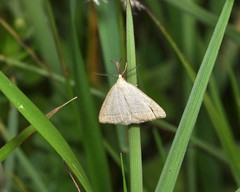 Polypogon tentacularia