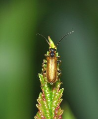 Rhagonycha nigriventris