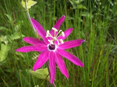 Passiflora sublanceolata