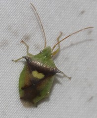 Sastragala versicolor