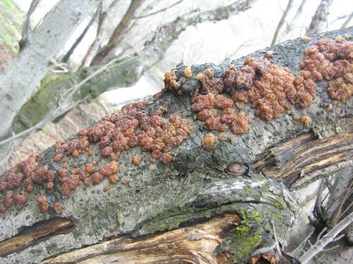 Exidia cartilaginea image