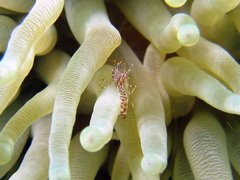 Periclimenes rathbunae