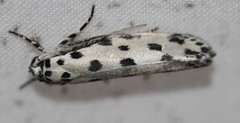 Ethmia sphaerosticha