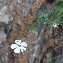 Small-flowered Sunrose (Heliosperma pusillum)
