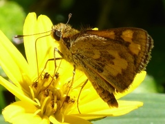 Taractrocera