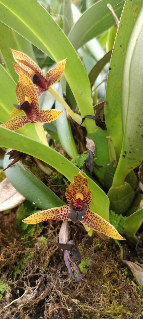 Maxillaria hematoglossa