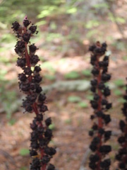 Allotropa virgata