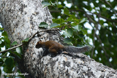 Sciurus deppei