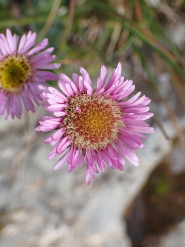 Image of Erigeron alpinus by (c) Elias, some rights reserved (CC BY)