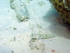 Coryphopterus glaucofraenum