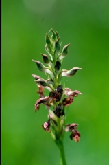 Anacamptis coriophora fragrans