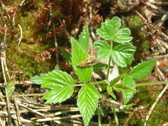 Olethreutes arcuella